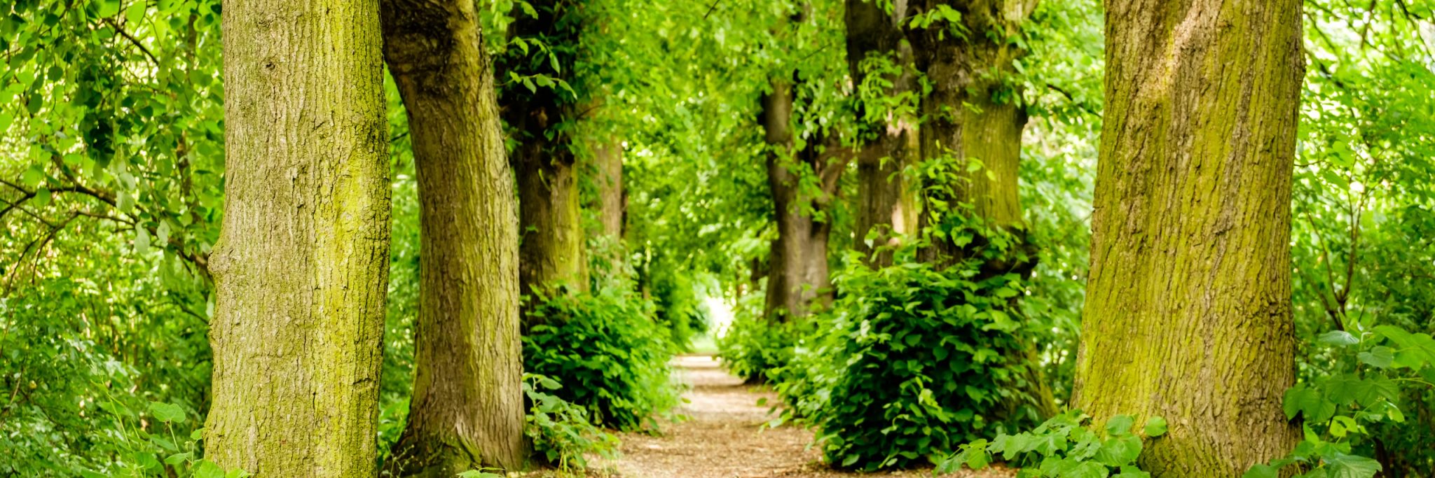 Footpath between trees in the forest near Koblenz, Germany.