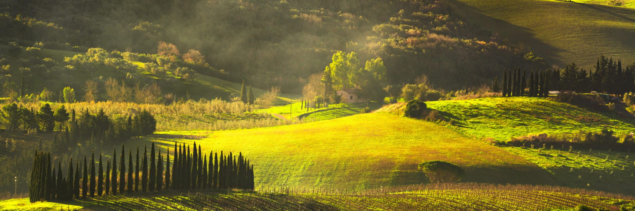 Maremma countryside, sunrise foggy landscape, vineyards, rolling hills and trees. Bibbona, Tuscany, Italy. Europe.