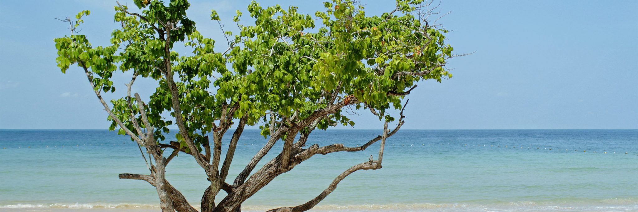 Tree on the beach, Thailand