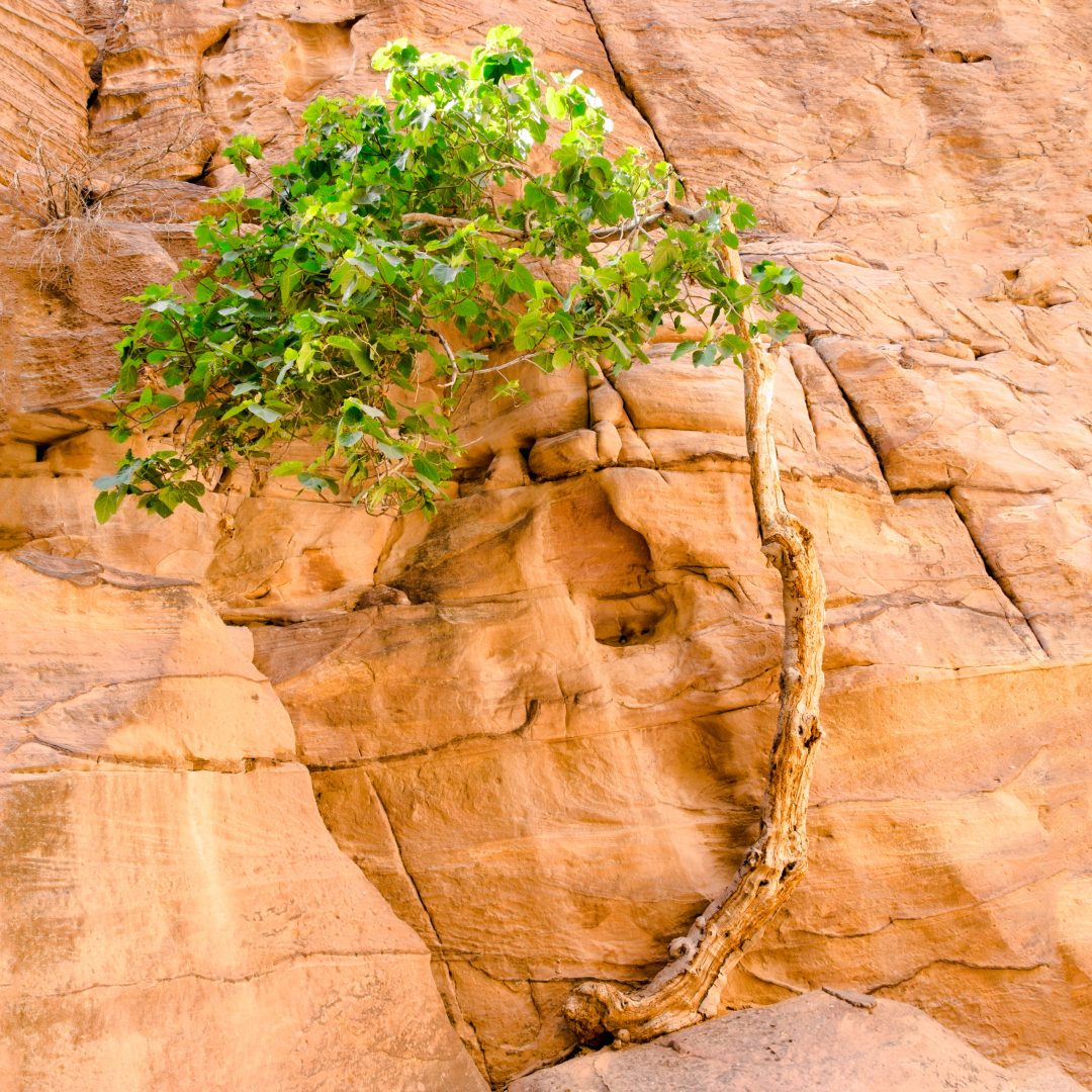 A tree growing on the walls of the Siq, seen from the trail to Petra